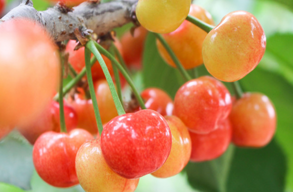 乡村振兴工作动态(第134期)